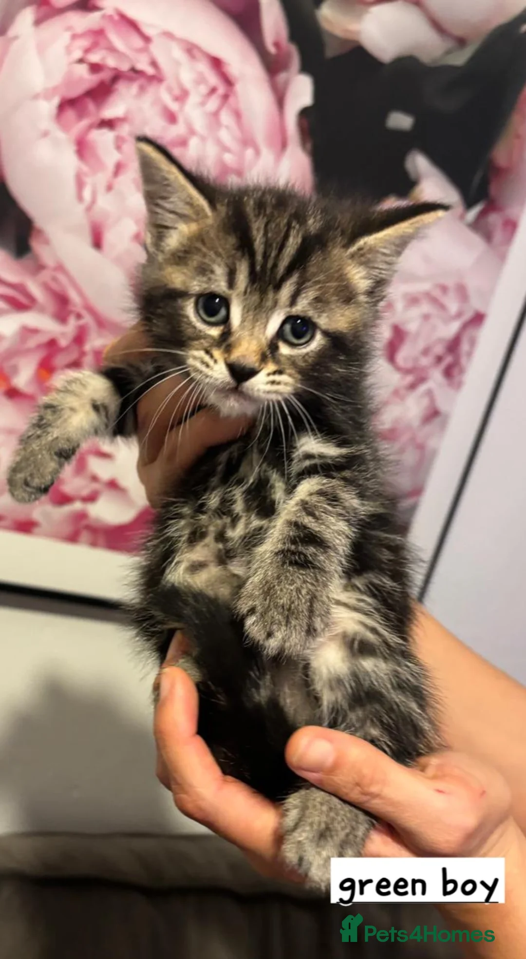 Mixed Breed cats for sale: Beautiful silver tabby kittens - Advert 1