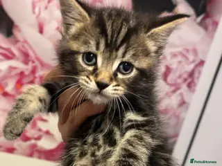 Mixed Breed cats Beautiful silver tabby kittens - Advert 15