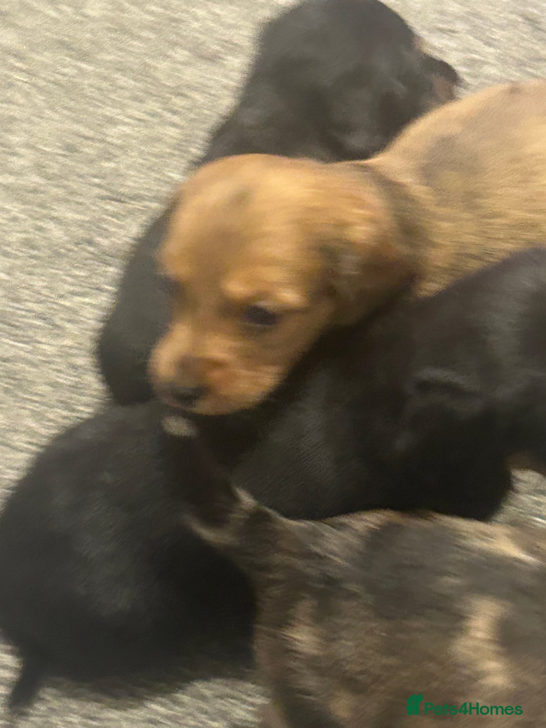 Miniature Dachshund dogs for sale: Miniature dachshunds  - Image 16