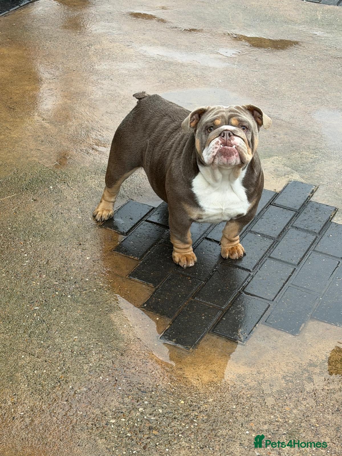 English Bulldog dogs for sale: English Bulldogs X2  - Advert 21