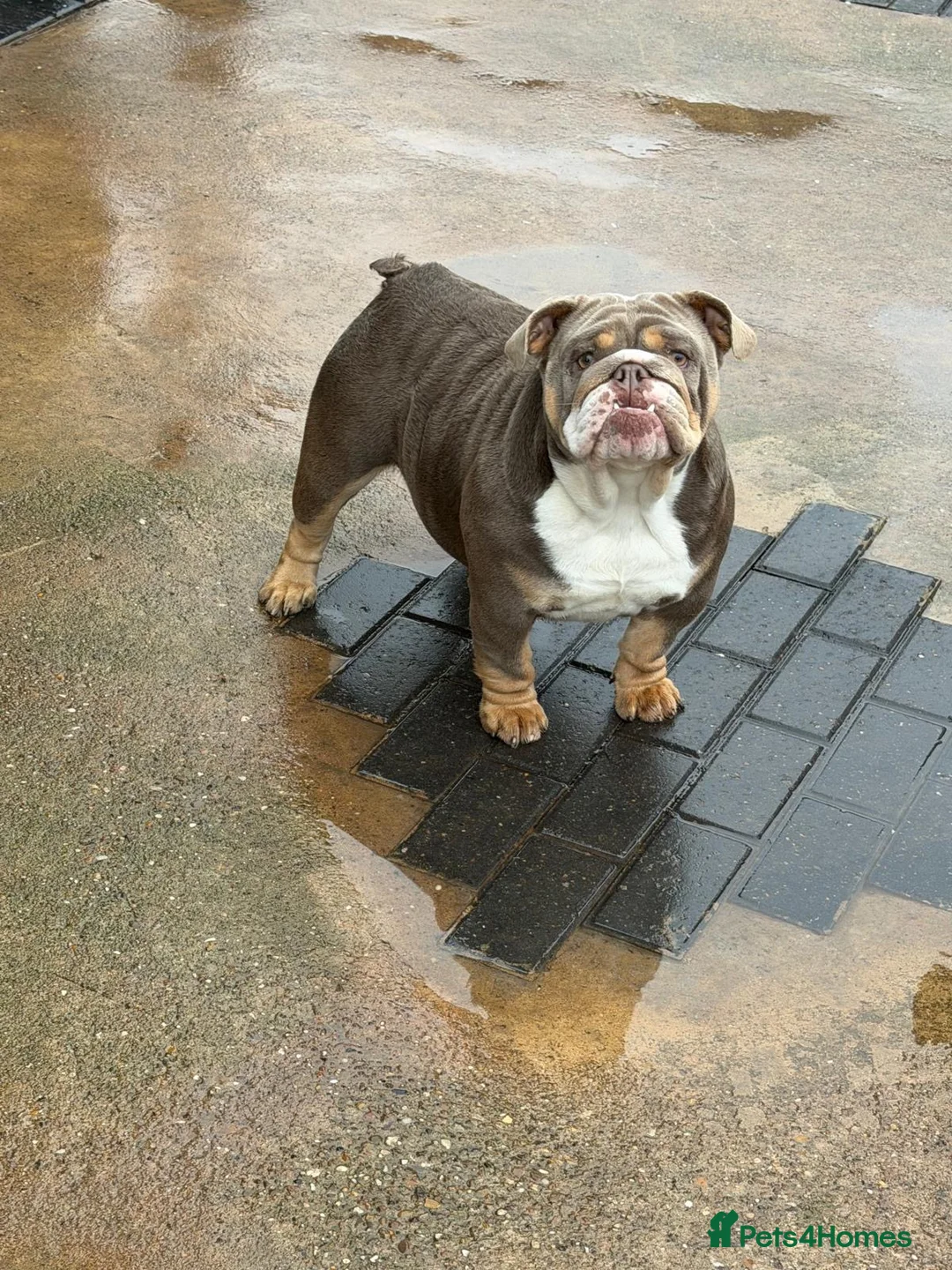 English Bulldog dogs for sale: English Bulldogs X2  - Advert 1