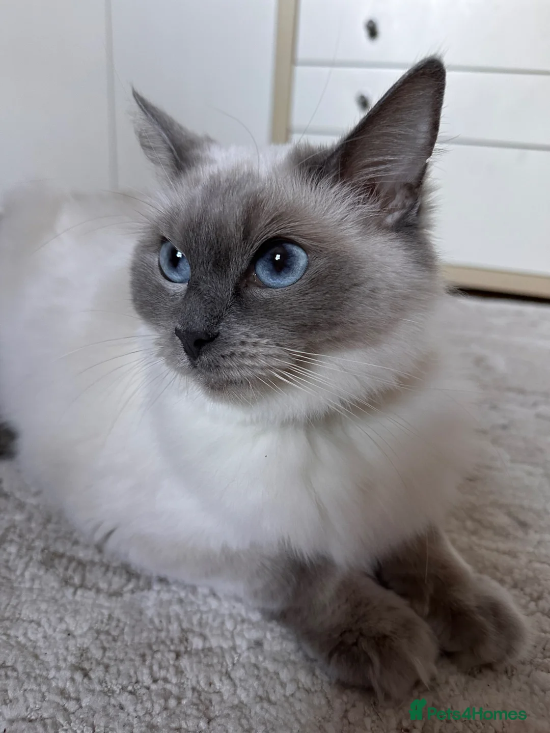 Ragdoll cats for sale: 🍀Happy purebred Ragdoll kittens🍀 Available NOW - Advert 2