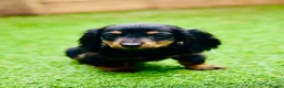 Miniature Dachshund dogs for sale: Long haired dachshund puppies  - Advert 2