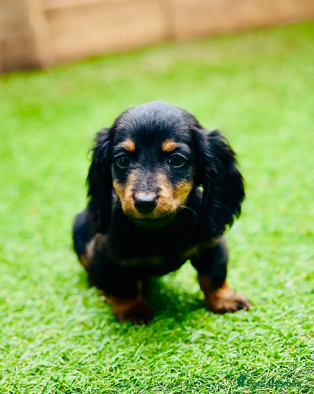 Miniature Dachshund dogs for sale: Long haired dachshund puppies  - Advert 2