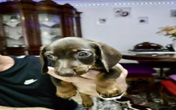 Dachshund dogs for sale: Miniature dachshund puppies for sale - Image 6