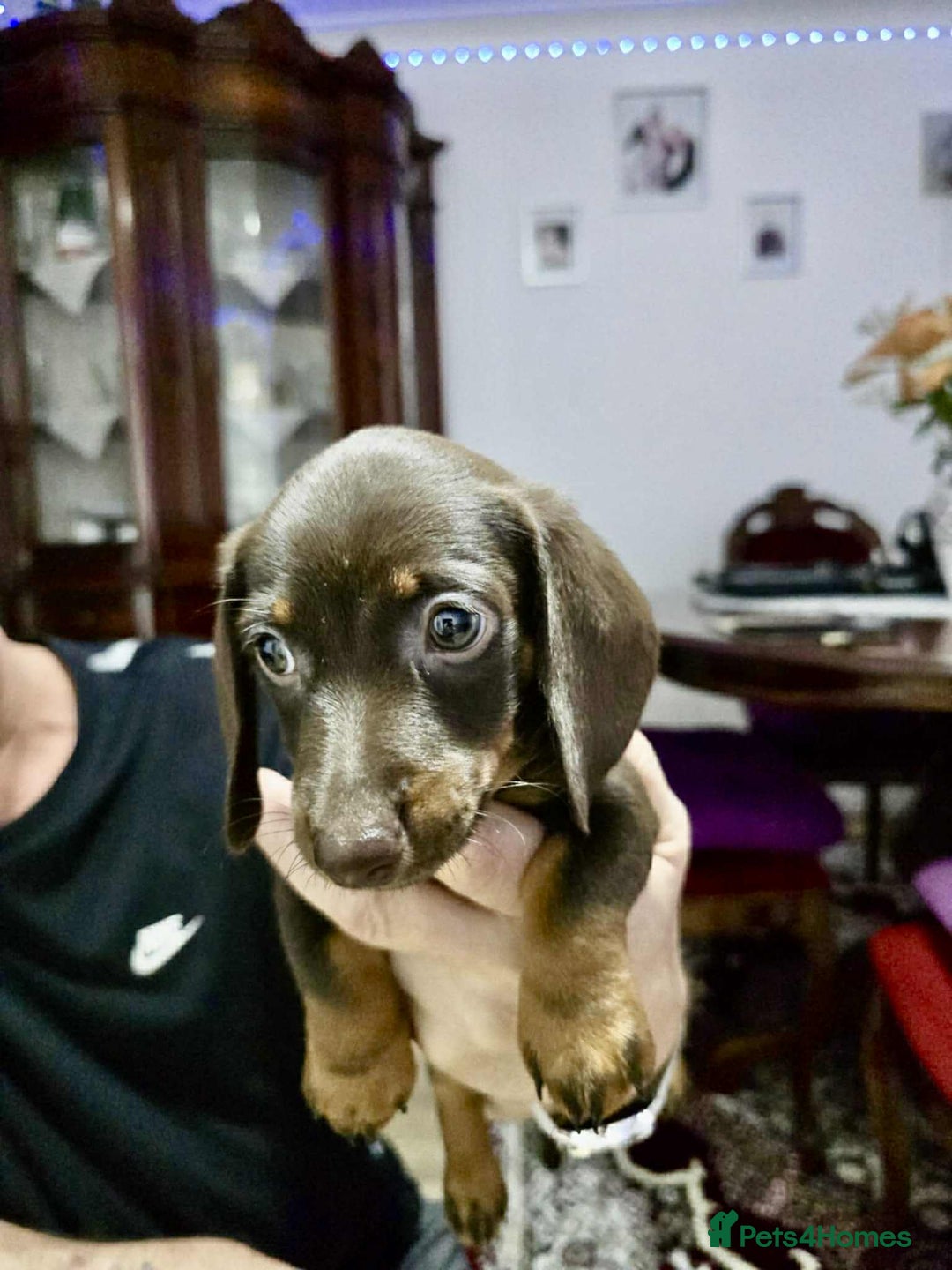 Dachshund dogs for sale: Miniature dachshund puppies for sale - Image 6