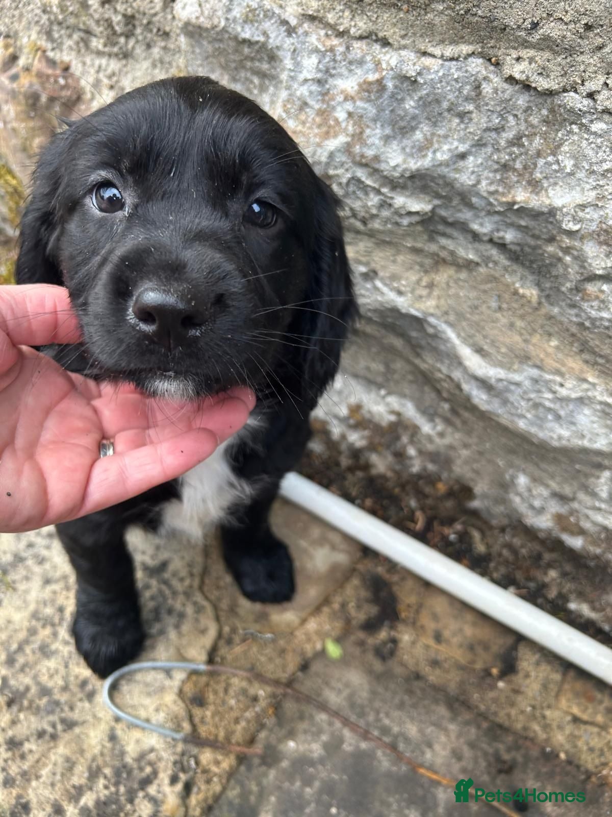 Mixed Breed dogs 3 spanador  puppies for sale - Advert 2