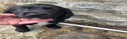Mixed Breed dogs for sale: 3 spanador  puppies for sale - Advert 1