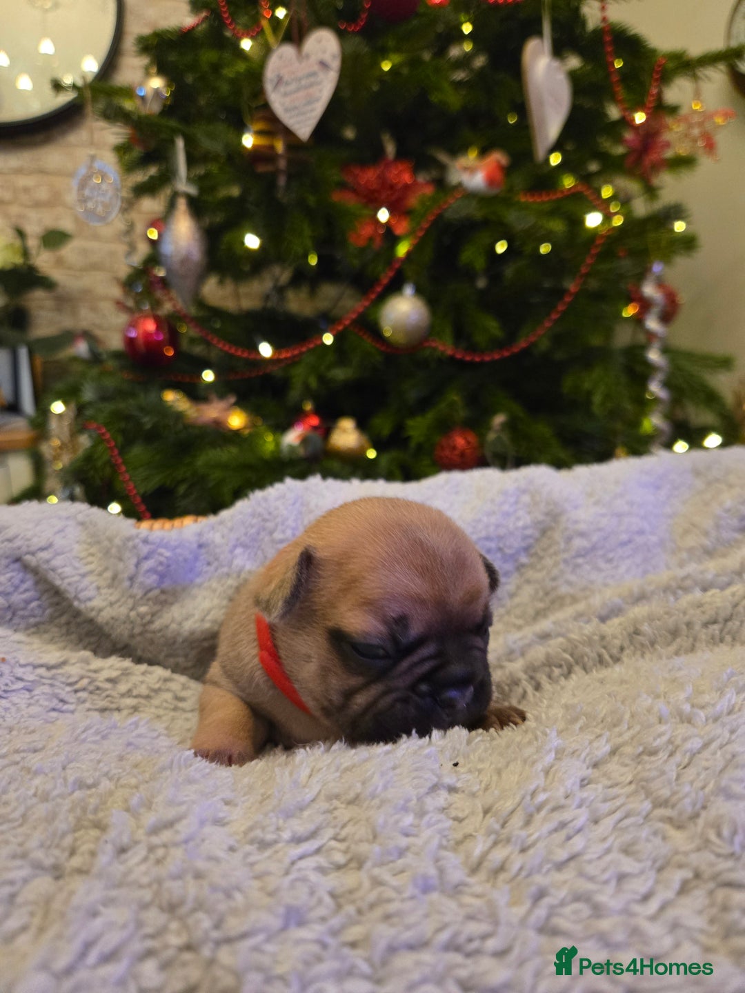 French Bulldog dogs for sale: French bulldog puppies.  - Advert 24