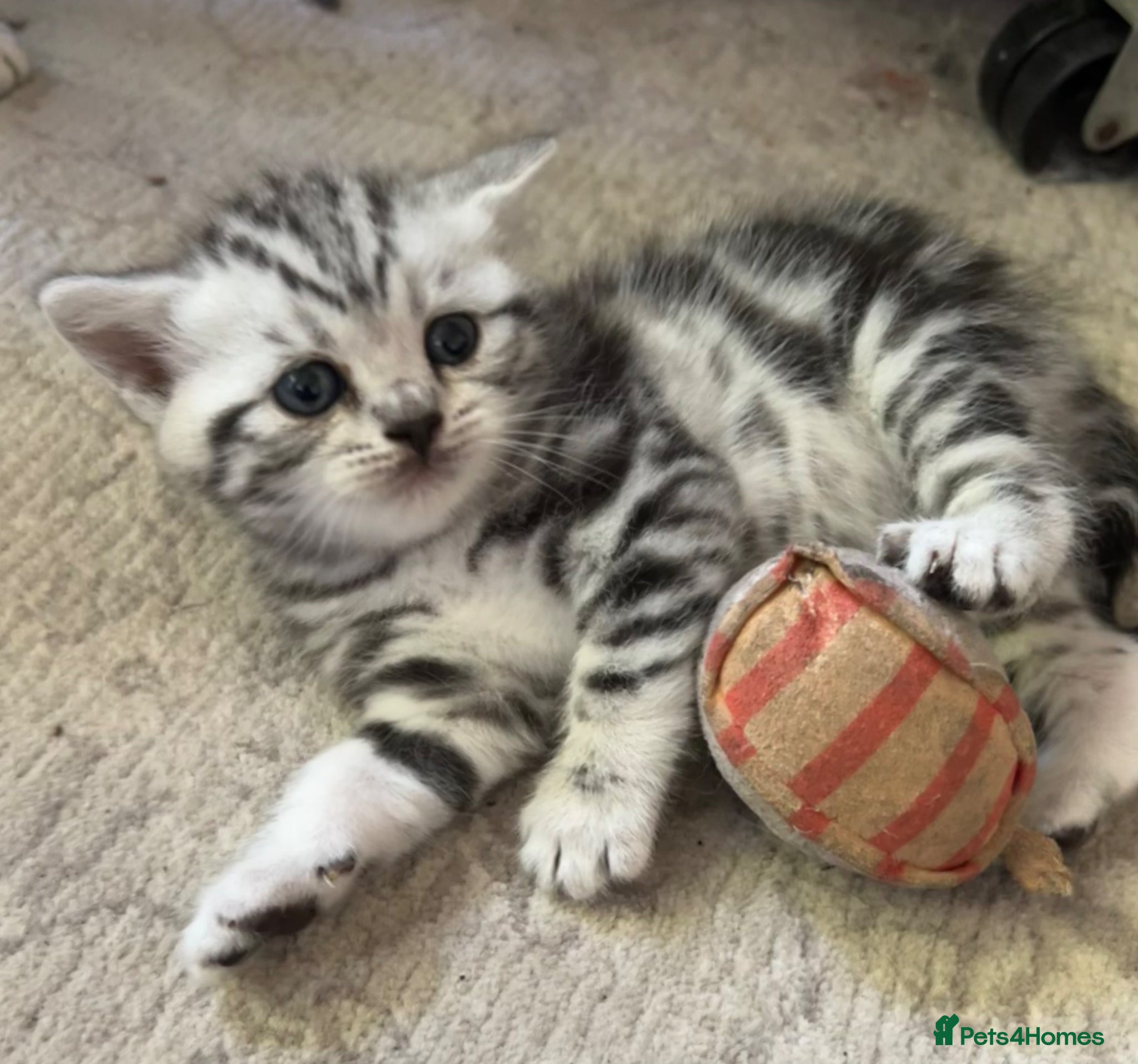 British Shorthair cats GCCF reg BSH BLACK SILVER TABBY KITTENS - Advert 1