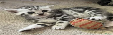 British Shorthair Kitten 4