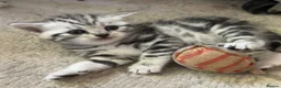 British Shorthair cats for sale: GCCF reg BSH BLACK SILVER TABBY KITTENS in Halifax - Advert 1