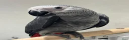 Parrots birds for sale: Hand Reared African Grey 4 months with cage - Advert 4
