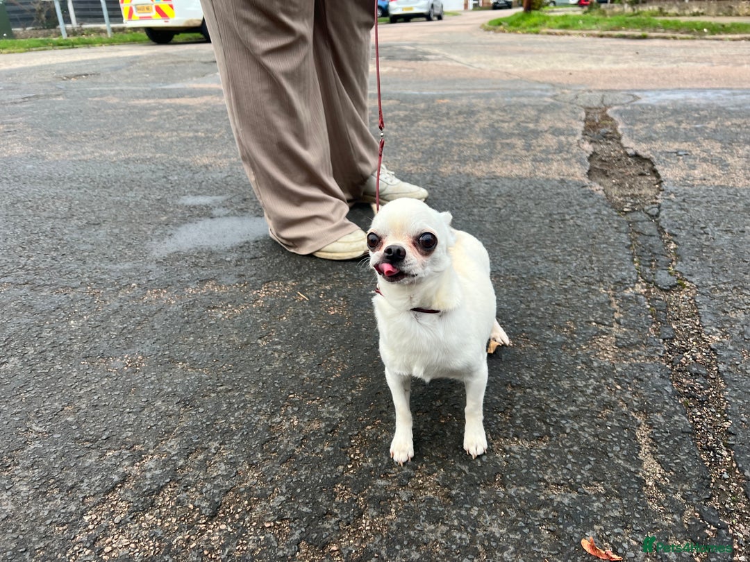Chihuahua dogs for sale: 6 year old cream smooth coat chihuahua Boy - Image 2