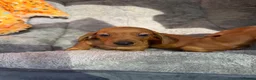 Dachshund dogs for sale: Miniature Dachshund Puppies  - Advert 7