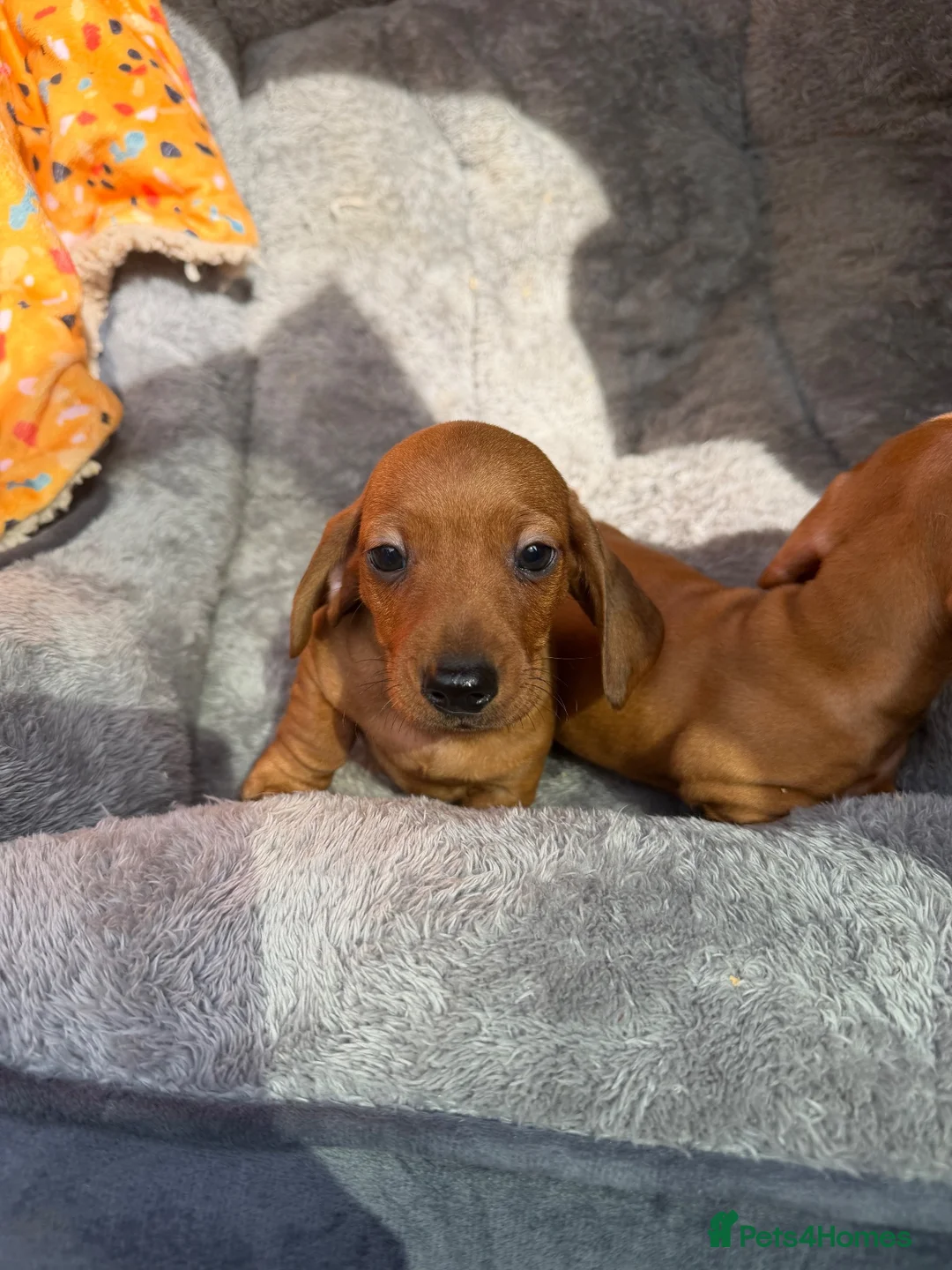 Dachshund dogs for sale: Miniature Dachshund Puppies  - Advert 7