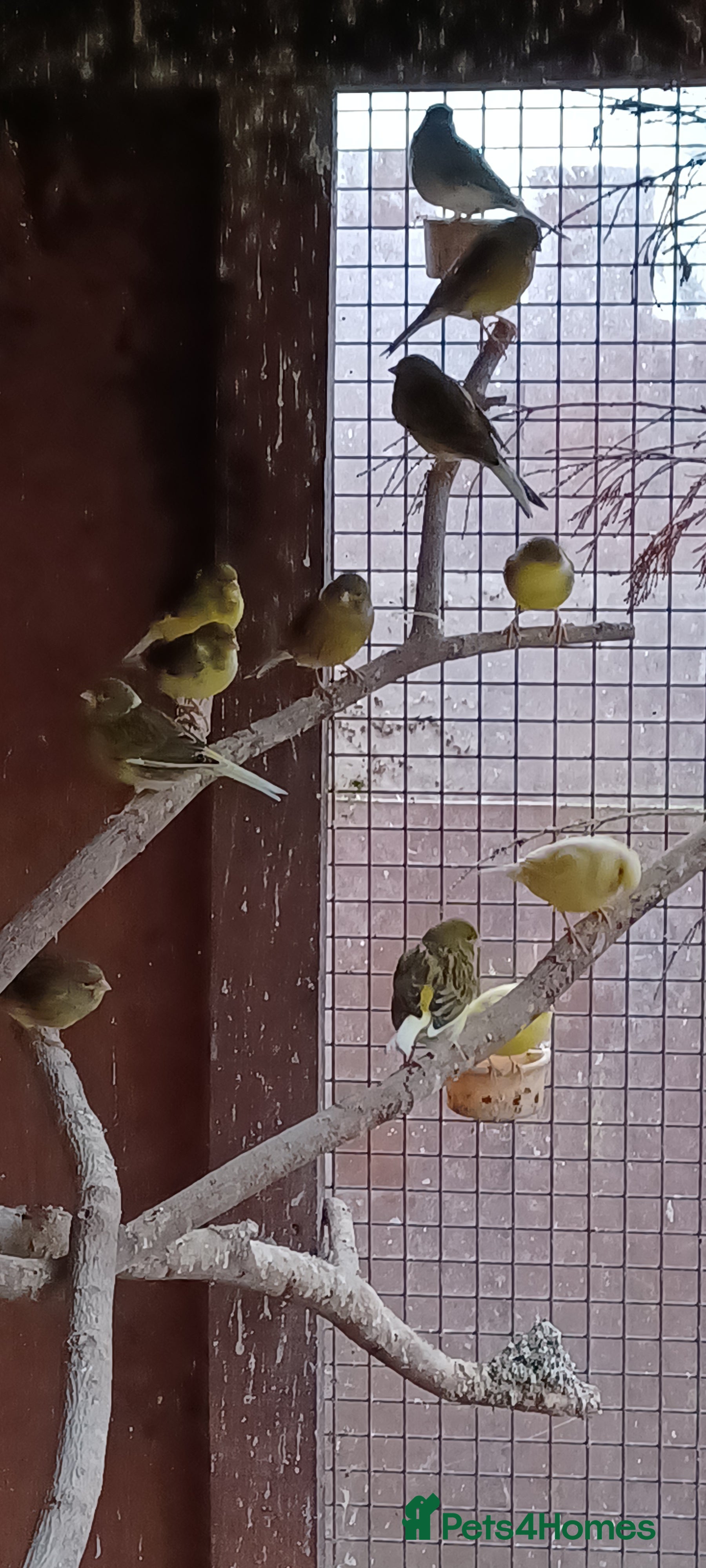 Canaries birds Mixed canaries  - Advert 1