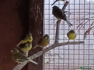 Canaries birds Mixed canaries - Advert 1