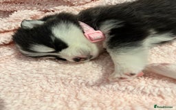 Pomsky dogs for sale: F4 beautiful puppy pomskie blue eyes - Image 11