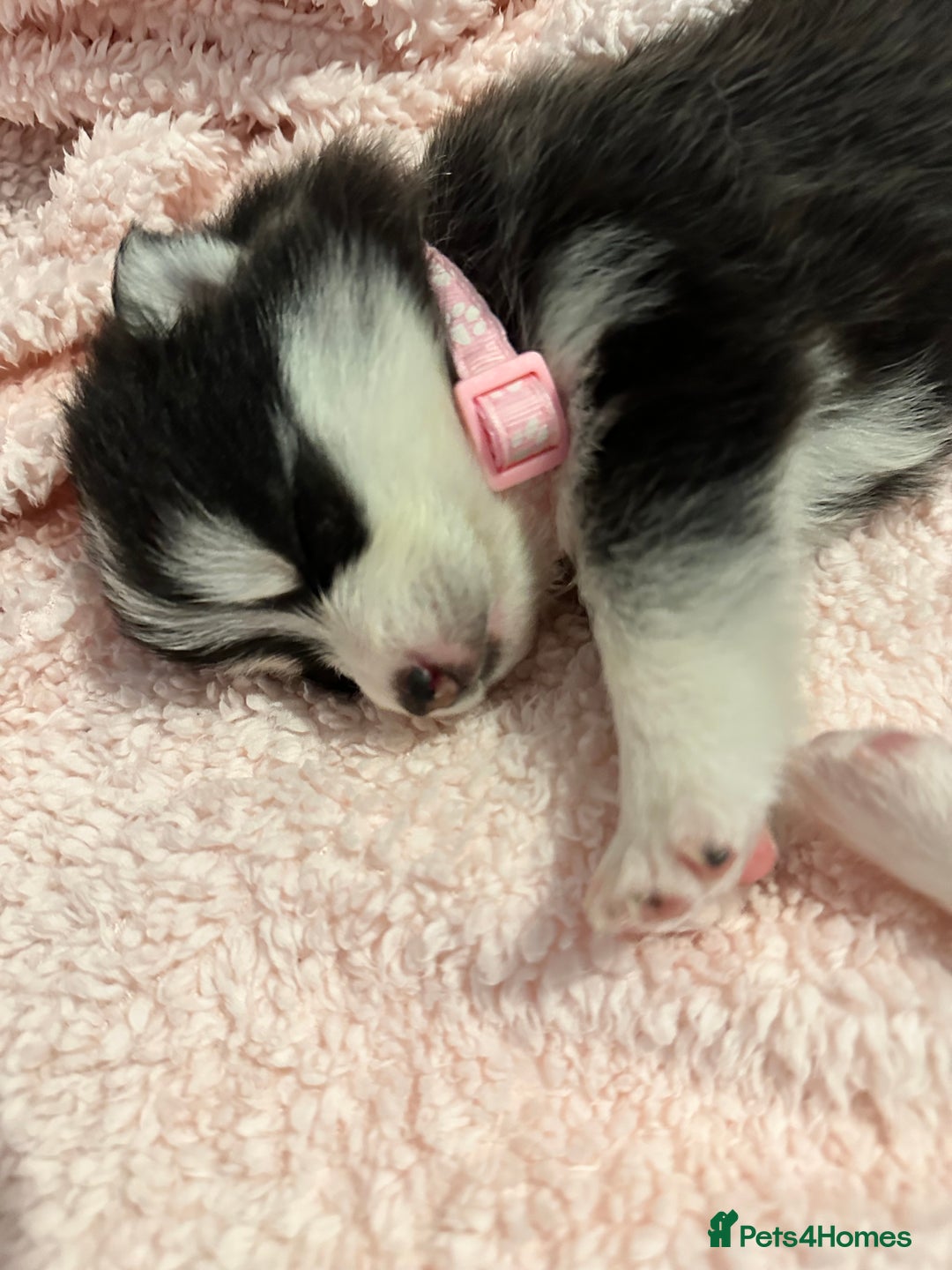 Pomsky dogs for sale: F4 beautiful puppy pomskie blue eyes - Image 11