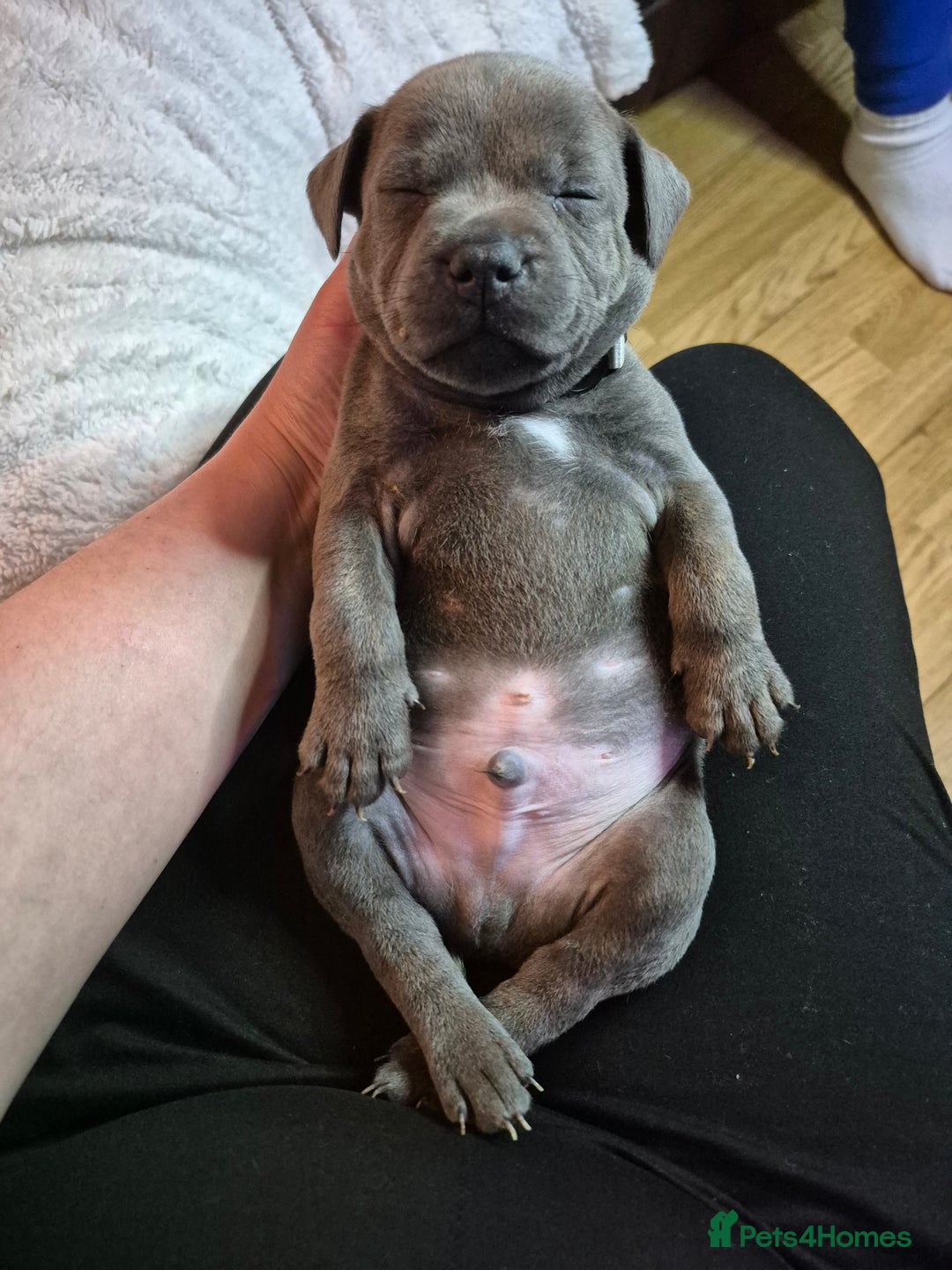 Staffordshire Bull Terrier dogs for sale: Eight gorgeous staffy puppies. - Advert 14