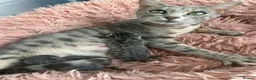 Bengal cats for sale: 💙 Beautiful Blue Bengal Female Kittens TICA Reg - Advert 25