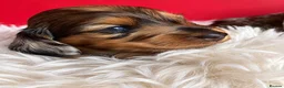 Miniature Dachshund dogs for sale: Miniature Dachshund Puppies Longhaired  - Advert 6