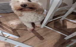 Cockapoo dogs for sale: Beautiful Tilly  - Image 3
