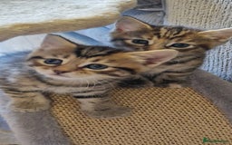 Domestic Shorthair cats for sale: 6 Adorable DSH kittens! Ginger & tabby babies ❤️  - Image 3