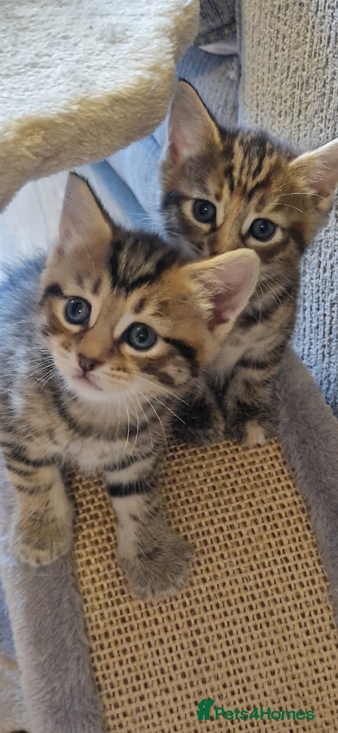 Domestic Shorthair cats for sale: 6 Adorable DSH kittens! Ginger & tabby babies ❤️  - Image 3