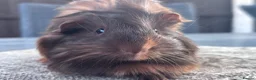 Guinea Pig rodents for sale: Boar and Sow  - Advert 4