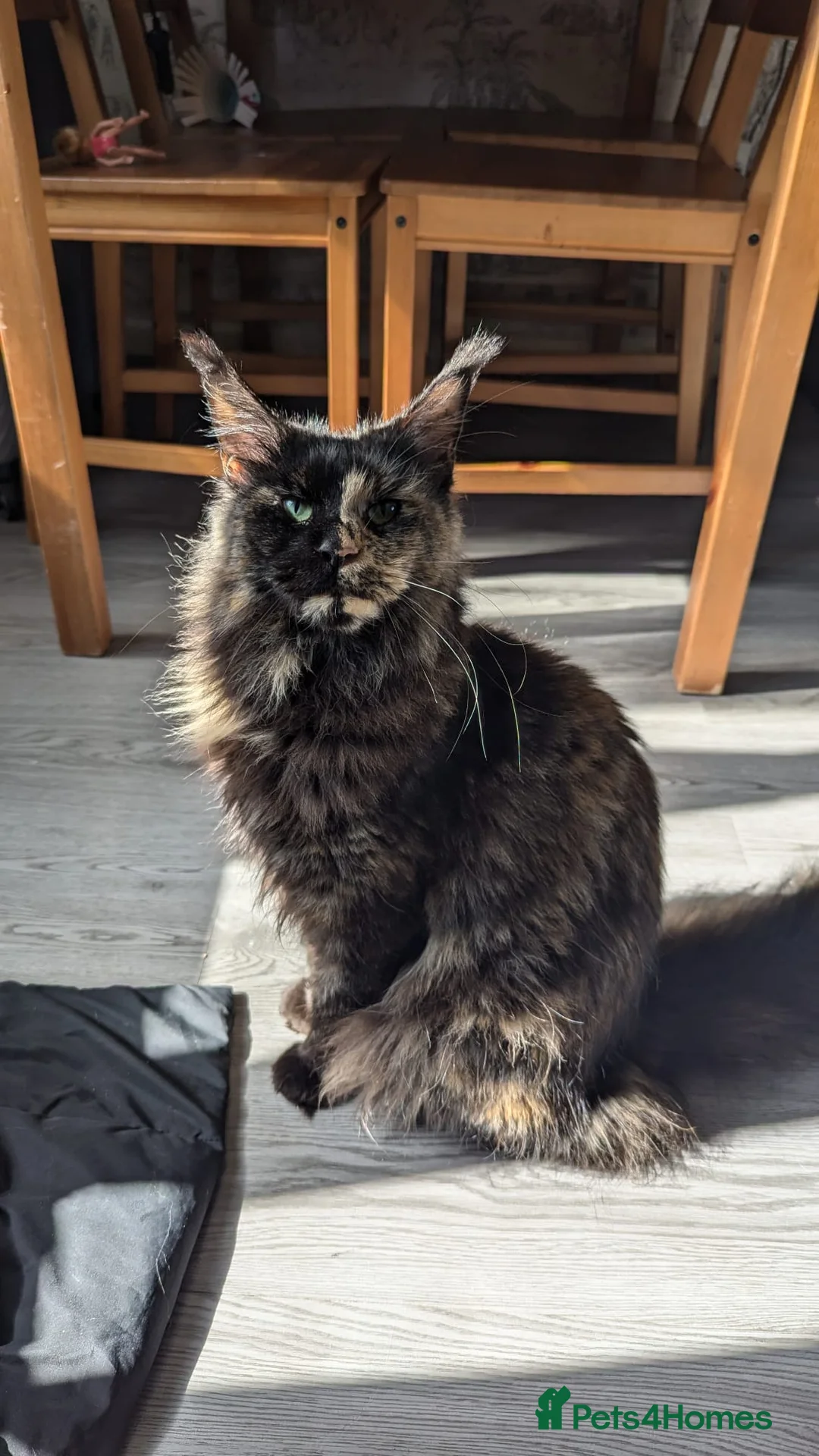 Maine Coon cats for sale: Maincoon kittens x3 - Advert 3