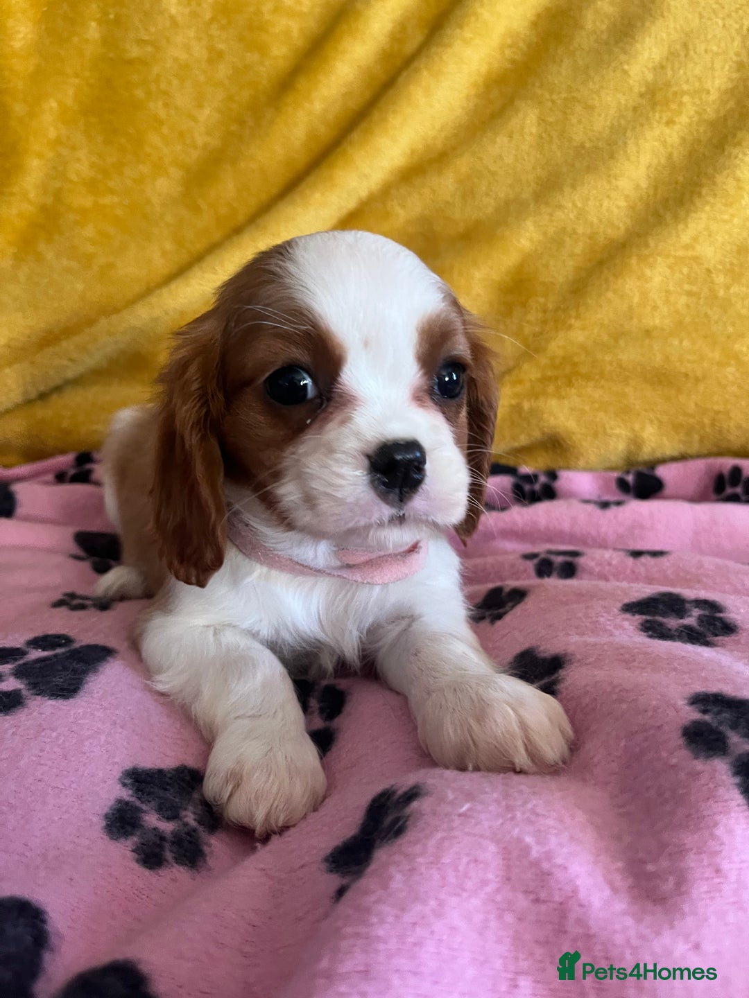 Cavalier King Charles Spaniel dogs for sale: Stunning cavalier King Charles puppies  - Image 7