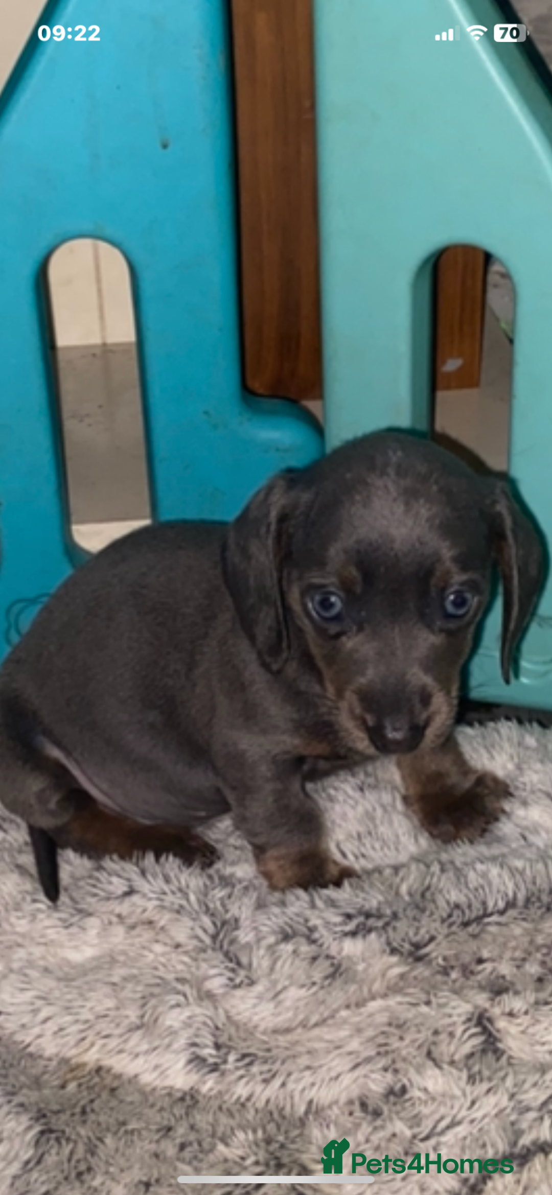 Dachshund dogs for sale:  dachshunds puppies  - Advert 7