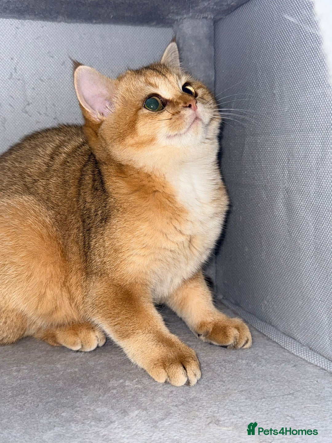 British Shorthair cats for sale: British shorthair 2 kittens - Advert 12