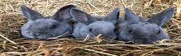 Rex rabbits for sale: Beautiful Pure Breed Velvet Mini Rex babies 🐰  - Advert 6