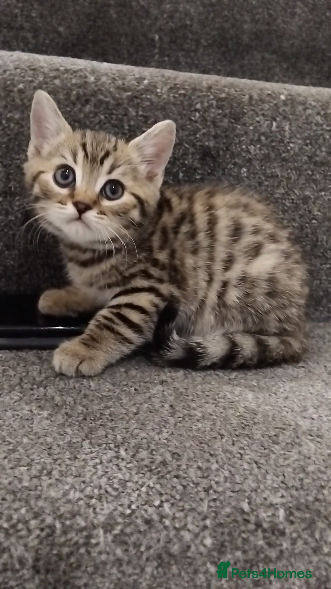 Mixed Breed cats for sale: Cross breed kittens - Advert 2