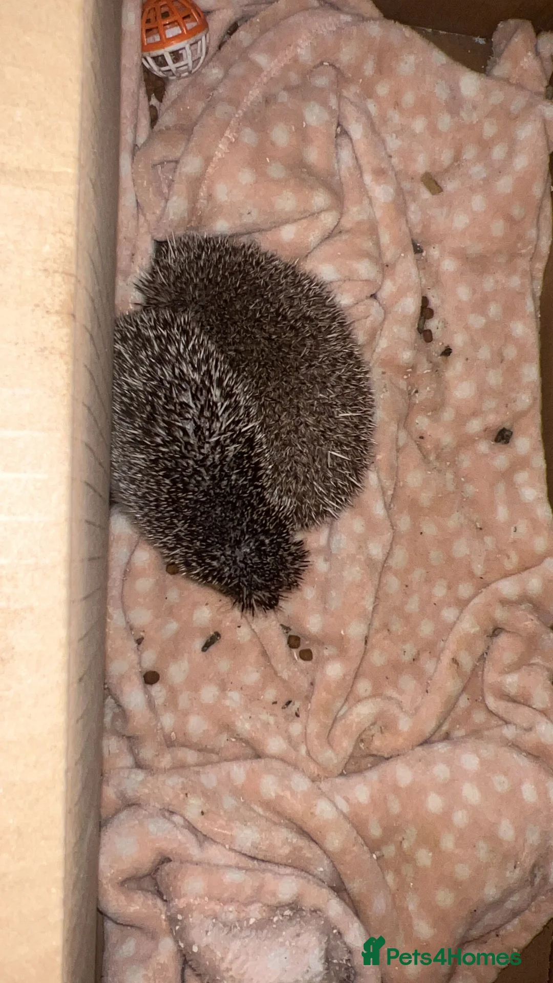 Pygmy Hedgehog rodents for sale: Male and female hedgehogs  - Advert 1