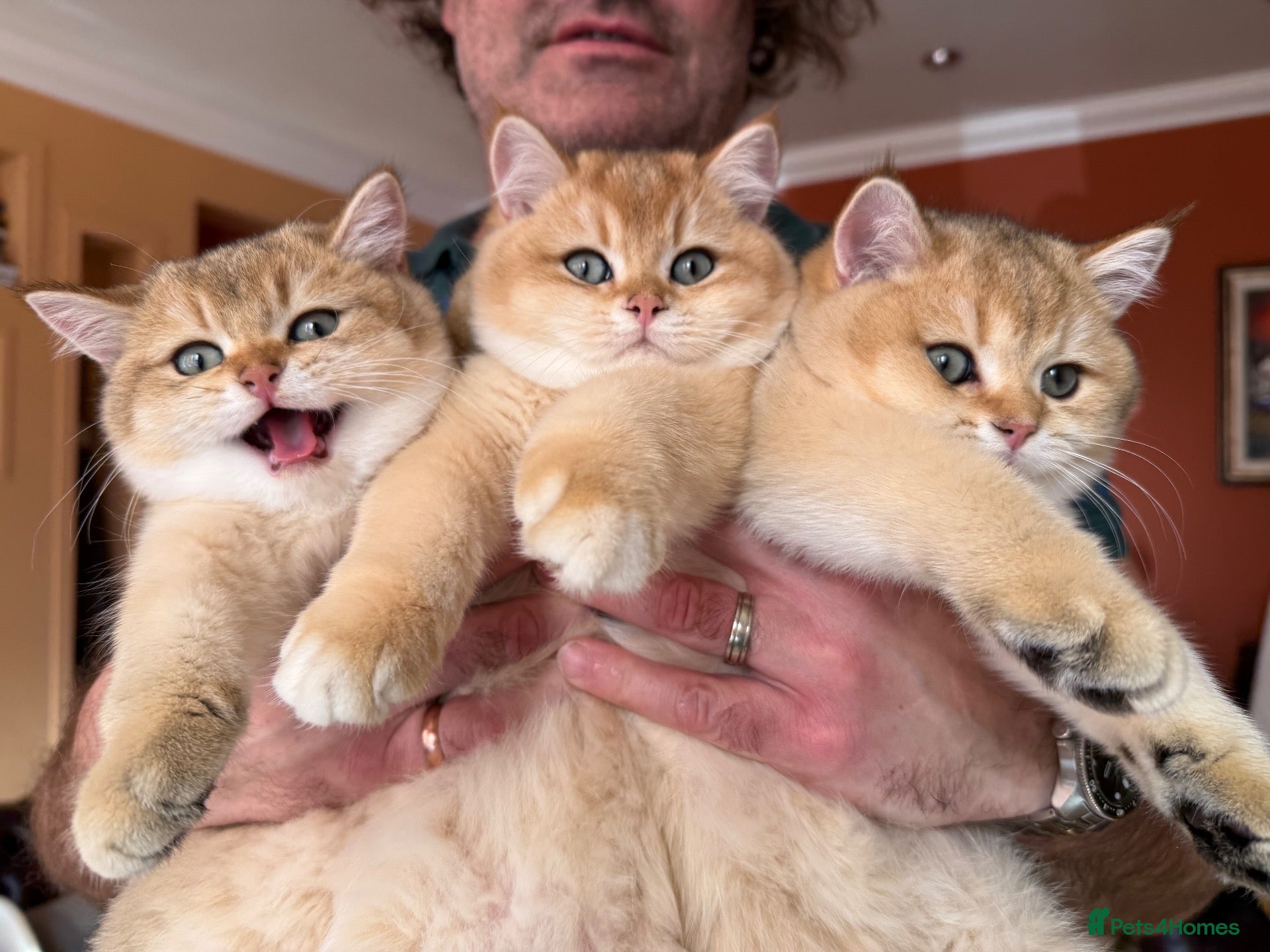 British Shorthair cats for sale: Ready Show Quality Golden Chinchillas - Advert 1