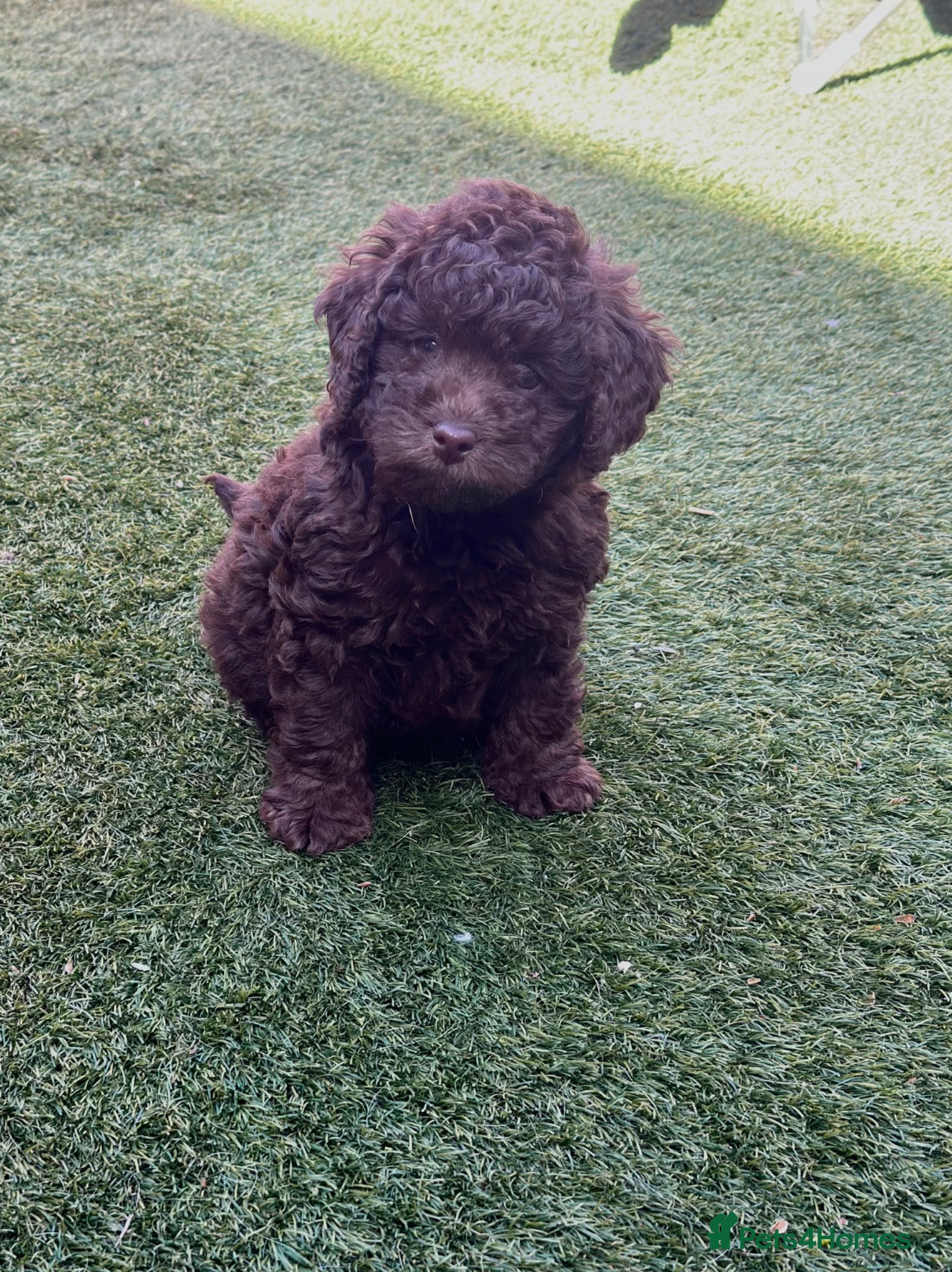 Labradoodle dogs 🐣Outstanding Mini F1B Labradoodles 🐣 - Advert 4