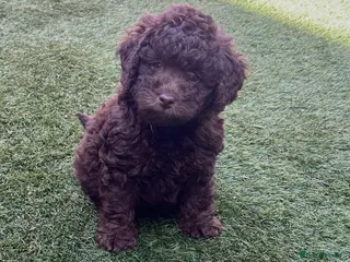 Labradoodle dogs 🐣Outstanding Mini F1B Labradoodles 🐣 - Advert 4