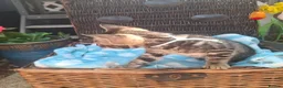 Bengal cats for sale: Stunning Bengal Kittens  - Advert 28