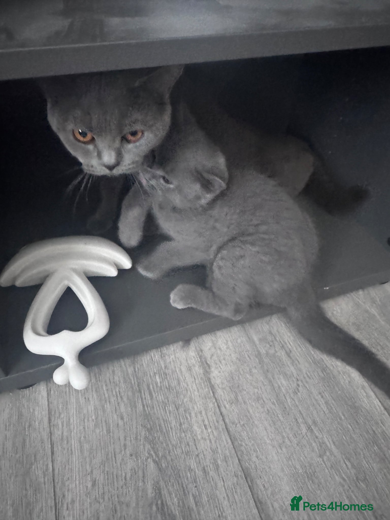 British Shorthair cats Cutie male British Shorthair - Advert 1