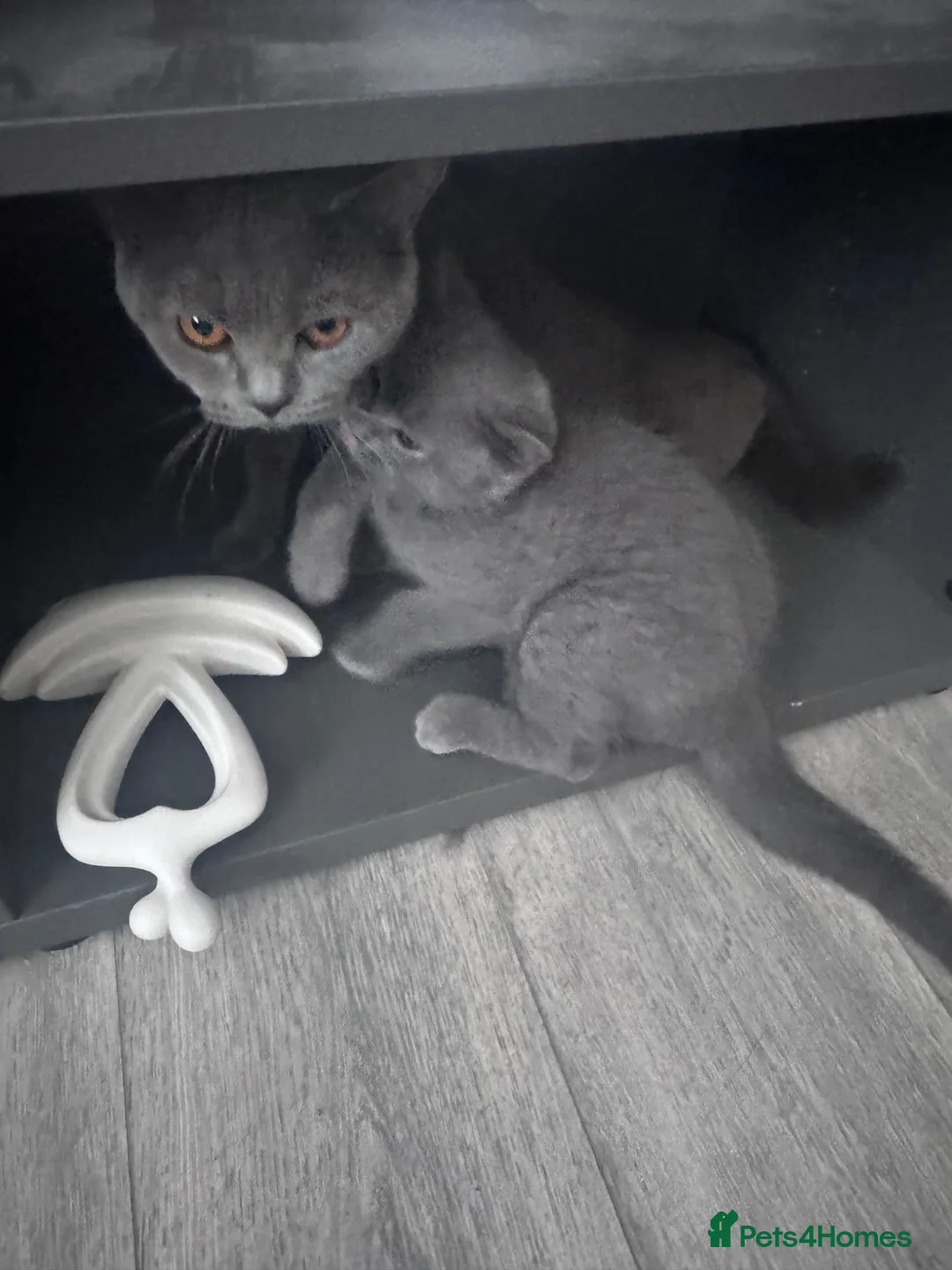 British Shorthair cats for sale: Cutie male British Shorthair - Advert 1