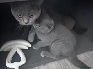 British Shorthair cats Cutie male British Shorthair - Advert 3