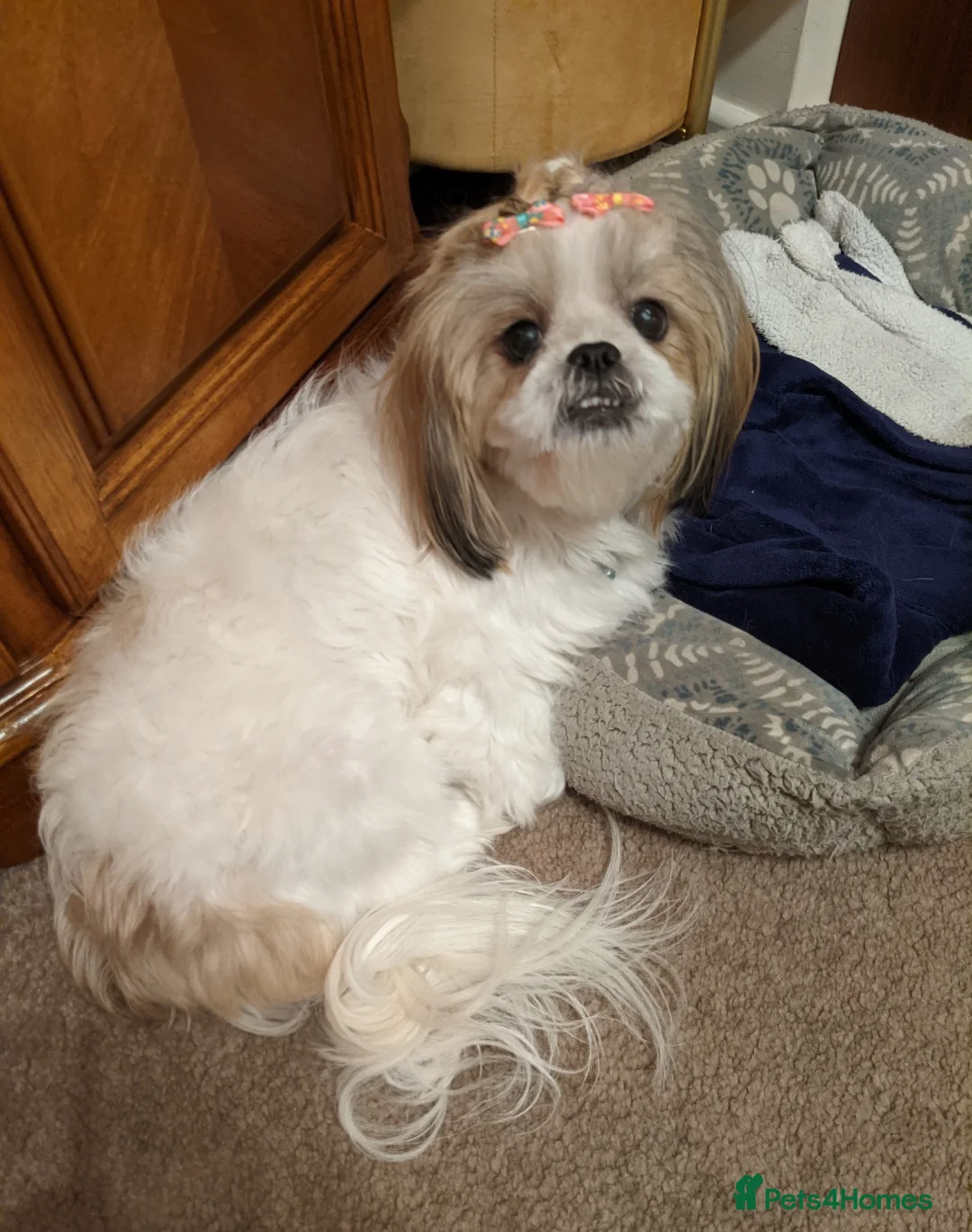 Shih Tzu dogs for sale: Shihtzu pair needs to be rehomed - Advert 2