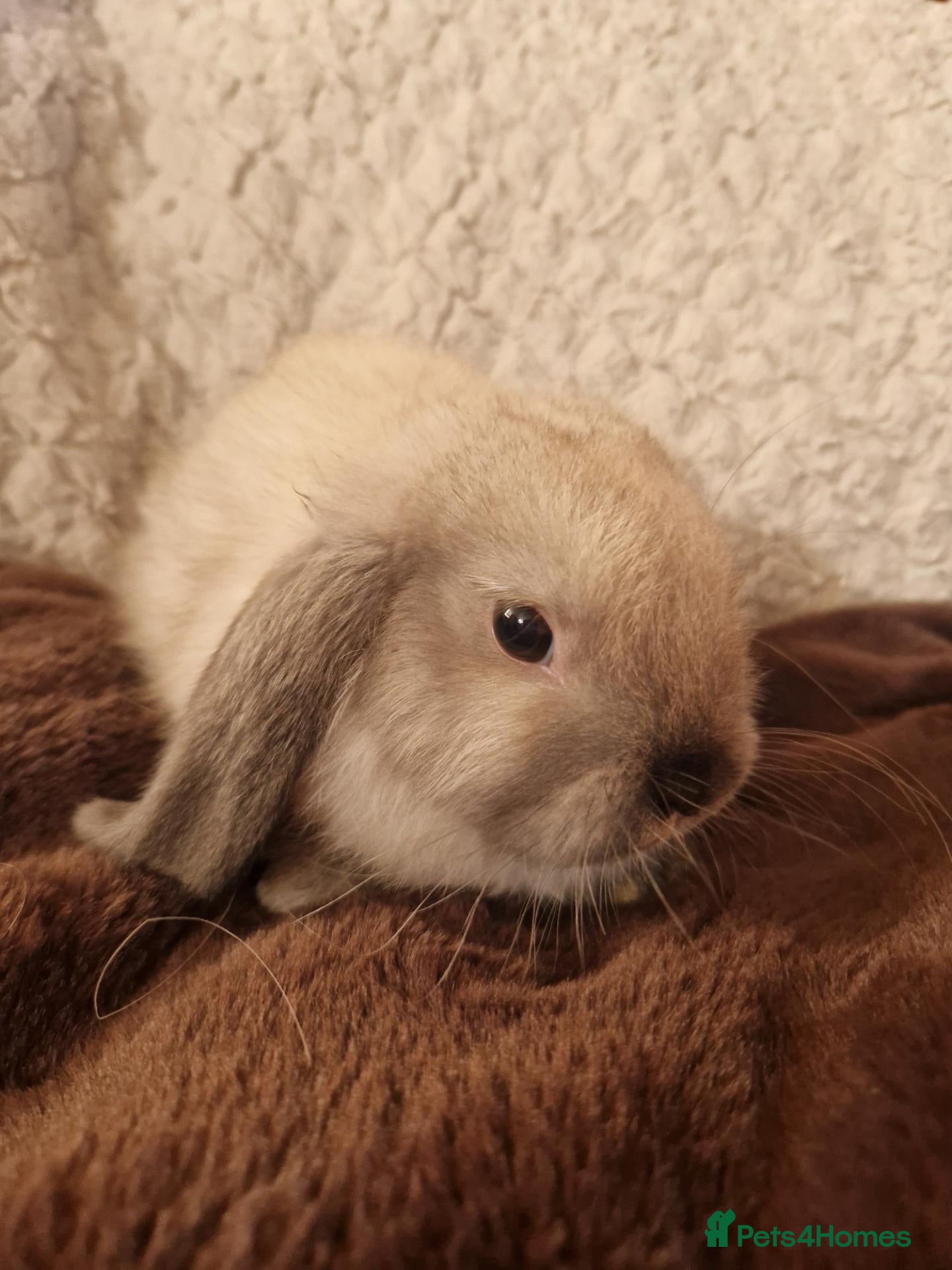 Mini Lop rabbits for sale: Baby Mini Lops - Advert 2