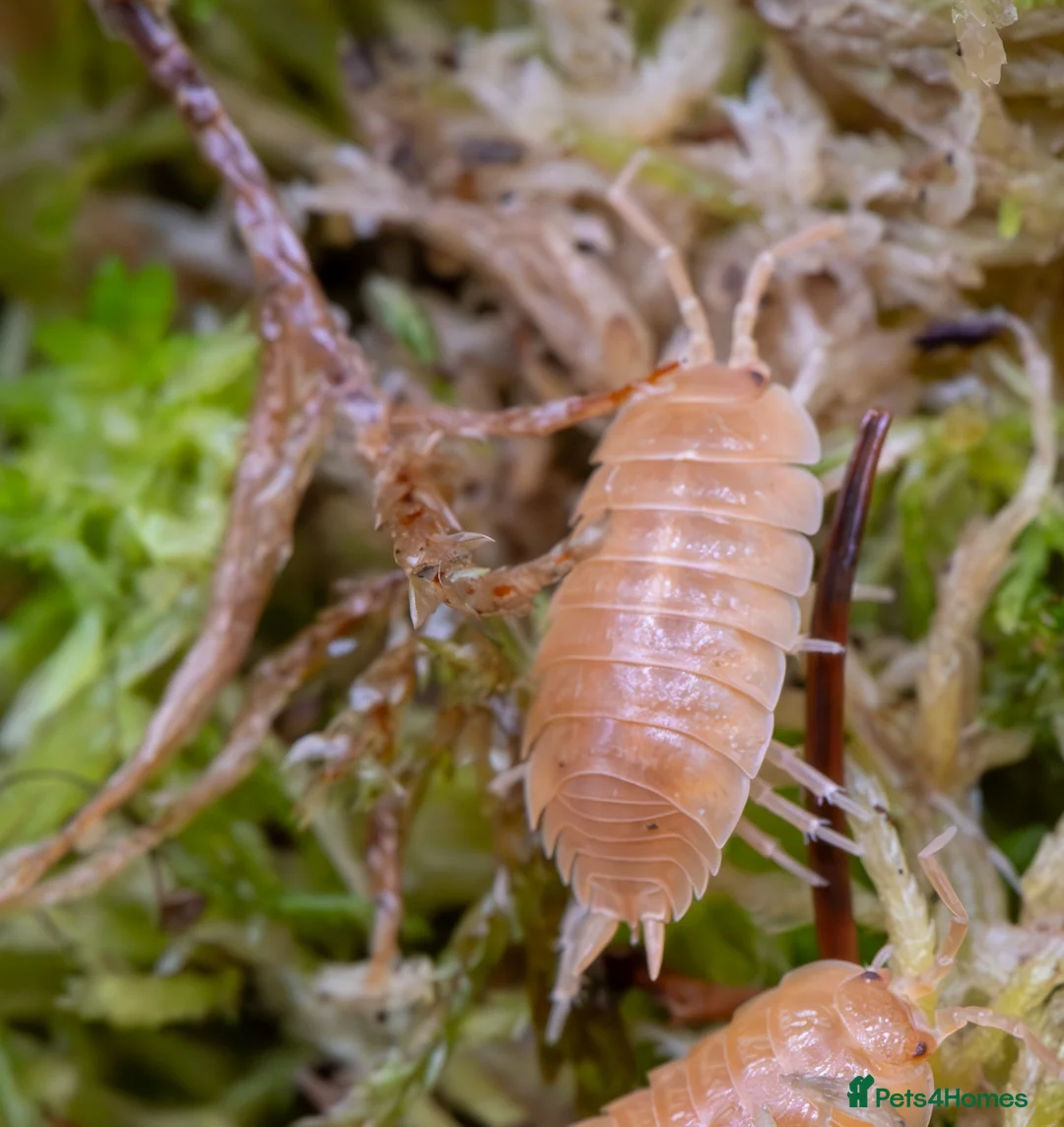 Isopods invertebrates for sale: Porcellio Laevis Giant Orange & Dairy Cow Isopods - Advert 4
