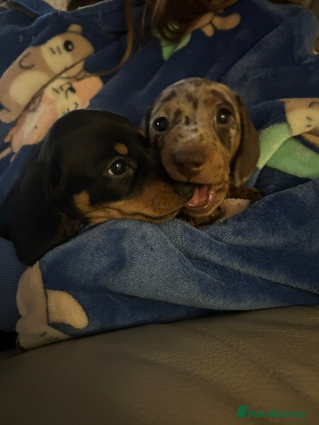 Miniature Dachshund dogs for sale: 2 adorable chunky miniature dachshund  - Advert 5