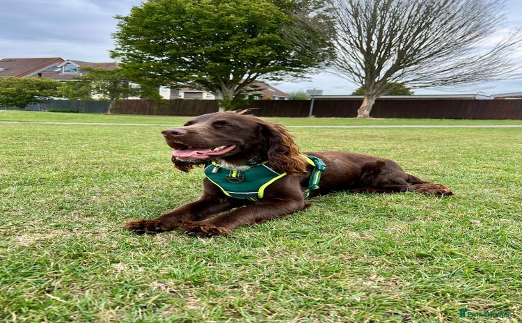 Sprocker dogs Stunning Sprocker Spaniel  for Stud  - Advert 1
